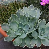 Echeveria imbricata