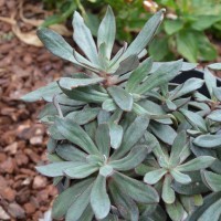 Echeveria nodulosa