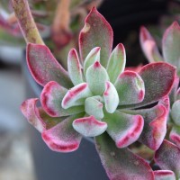 Echeveria setosa 'Oliver'