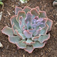 Echeveria shaviana 'Pink Frills'