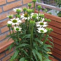 Echinacea purpurea 'Avalanche' (P)