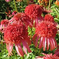 Echinacea 'Guava Ice' (P)