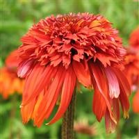 Echinacea 'Hot Papaya' (P)