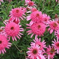 Echinacea 'Southern Belle' (P)