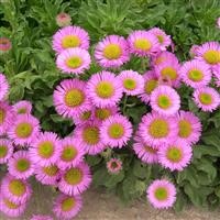 Erigeron 'Sea Breeze' (VR)