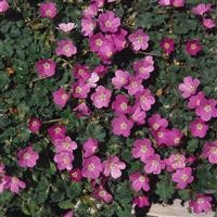 Erodium x variabile 'Bishop's Form'