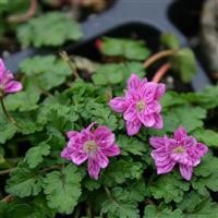 Erodium x variabile 'Flore Pleno'