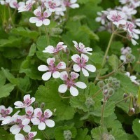 Erodium pelargoniflorum