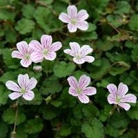 Erodium x variabile 'Roseum'