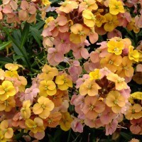 Erysimum 'Artist Gogh's Gold' (VR)