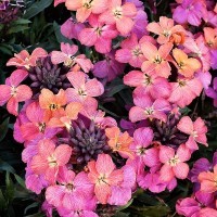 Erysimum 'Artist Monet's Moment' (VR)