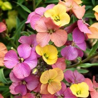 Erysimum 'Artist Paintbox' (VR)