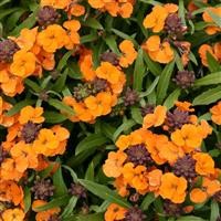 Erysimum 'Apricot Twist'