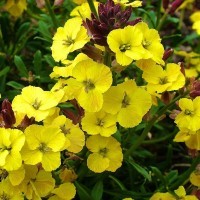 Erysimum 'Desert Island' (VR)