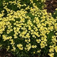 Erysimum 'Golden Jubilee'