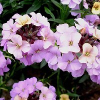 Erysimum 'Night Skies' (P)