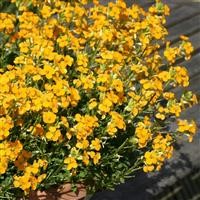 Erysimum 'Orange Zwerg' (P)