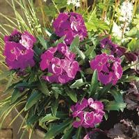 Erysimum 'Winter Joy' (P) Imp.