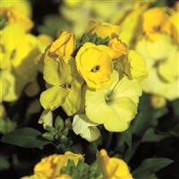 Erysimum 'Winter Light' (P)