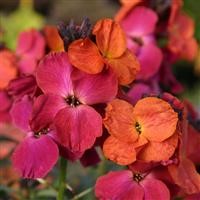 Erysimum 'Winter Orchid' (VR)