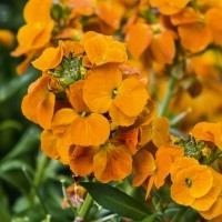 Erysimum 'Winter Spice' (VR)