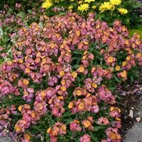 Erysimum 'Winter Sorbet' (P)