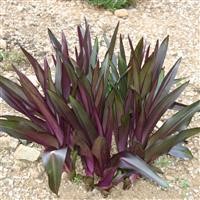 Eucomis 'Sparkling Burgundy'