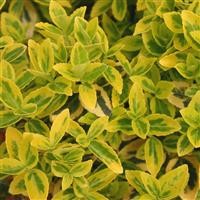 Euonymus fortunei 'Emerald 'n' Gold'