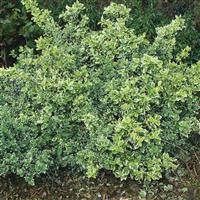 Euonymus fortunei 'Gaiety'