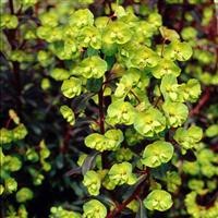 Euphorbia amygdaloides 'Amy Purpurea'