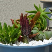 Euphorbia trigona 'Rubra'