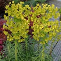 Euphorbia characias wulfenii