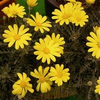 Euryops pectinatus