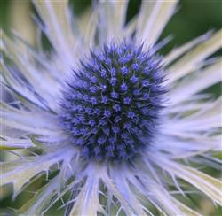 Eryngium 'Neptune's Gold' (P)