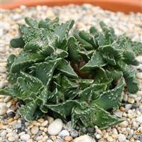 Faucaria 'Tuberculosa'