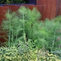 Fennel 'Green'