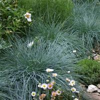 Festuca glauca 'Elijah Blue'