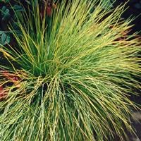 Festuca 'Golden Toupee'