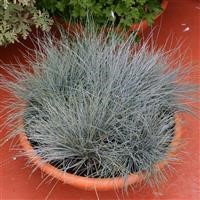 Festuca glauca