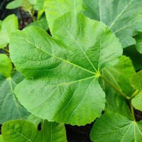 Ficus carica 'White Marseilles'