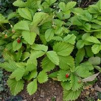 Alpine Strawberry