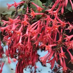 Fuchsia 'Eruption' (VR)