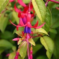 Fuchsia 'Genii'