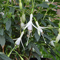 Fuchsia 'Hawkshead'