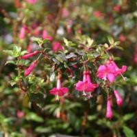 Fuchsia microphylla 'Pink'