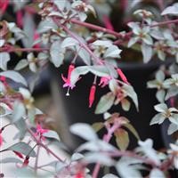 Fuchsia 'Silver Linings' (VR)