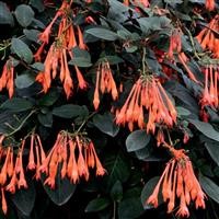 Fuchsia triphylla 'Thalia'