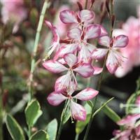 Gaura 'Freefolk Rosy' (P)