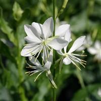 Gaura 'Papillon' (P)