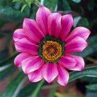 Gazania 'Christopher Lloyd'